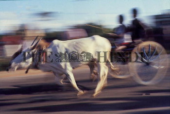 Image Id : 178197 <span>Date : 1995-01-16 <span>Category : Arts Culture and Entertainment</span>