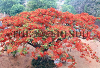 Image Id : 1021829 <span>Date : 1986-06-01 <span>Category : Environment</span>