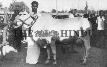 Image Id : 1069718 <span>Date : 1962-04-08 <span>Category : Human Interest</span>