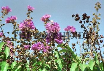 Image Id : 1157939 <span>Date : 2003-05-09 <span>Category : Environment</span>