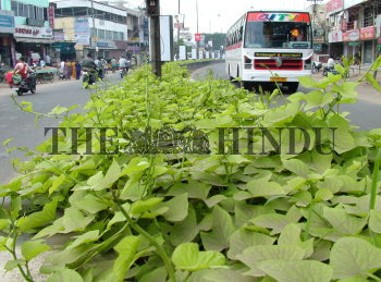 Image Id : 4725298 <span>Date : 2005-04-17 <span>Category : Environment</span>