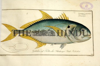 Image Id : 4997397 <span>Date : 2005-05-30 <span>Category : Arts Culture and Entertainment</span>