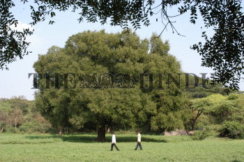 Image Id : 6513365 <span>Date : 2006-01-08 <span>Category : Environment</span>