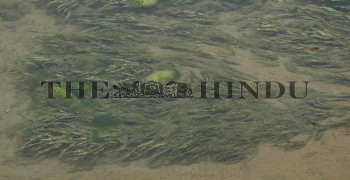 Image Id : 8277593 <span>Date : 2006-06-26 <span>Category : Environment</span>