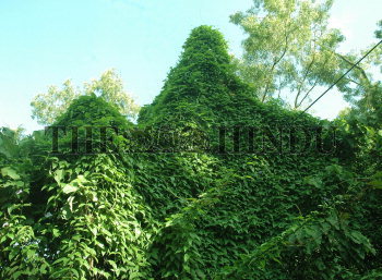 Image Id : 13755071 <span>Date : 2007-08-14 <span>Category : Environment</span>