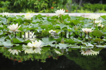 Image Id : 117287542 <span>Date : 2010-07-29 <span>Category : Environment</span>