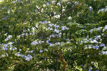 Image Id : 123042621 <span>Date : 2011-04-06 <span>Category : Environment</span>