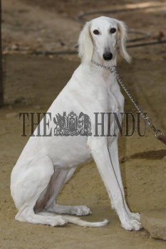 Pashmi hound best sale puppies for sale