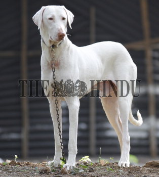 Rajapalayam 2024 dog details