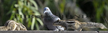 Image Id : 131181562 <span>Date : 2012-02-21 <span>Category : Human Interest</span>