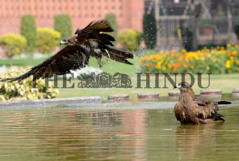 Image Id : 131204750 <span>Date : 2012-02-22 <span>Category : Human Interest</span>