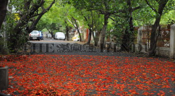 Image Id : 134639937 <span>Date : 2012-07-15 <span>Category : Environment</span>