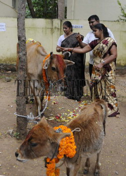 Image Id : 138273507 <span>Date : 2012-11-21 <span>Category : Religion and Belief</span>
