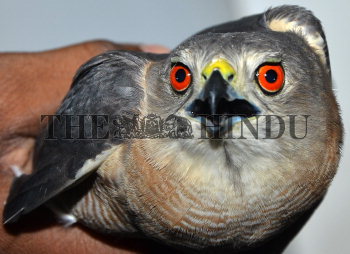 Peregrine Falcon Bird In The Hindu Office In Tiruchi