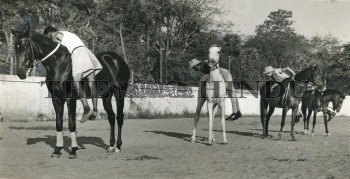 Image Id : 163875437 <span>Date : 1964-03-21 <span>Category : Sport</span>